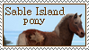 Sable Island pony